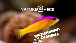 Diadem Zwergbarsch  Pictichromis diadema [upl. by Jeannette399]