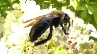 Eastern carpenter bee Xylocopa virginica pollinating flowers [upl. by Annim]