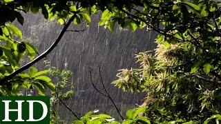 Rain Sounds and Forest Sounds  Relaxing Sleep [upl. by Newmann]