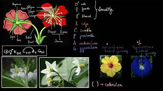 Floral formula  Plant kingdom  Biology class 11  Khan Academy [upl. by Rubi]