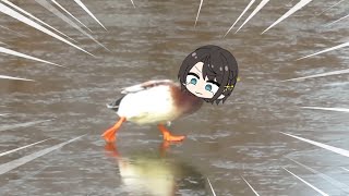 Subaru duck walking on the ice  Animal hololive [upl. by Aria]