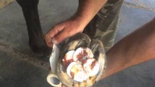 How to treat a horse with abscess [upl. by Ehtiaf]