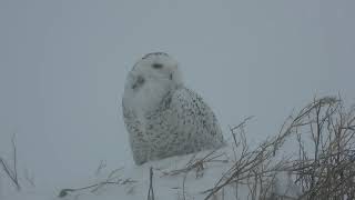 Harfang des neiges [upl. by Canon]