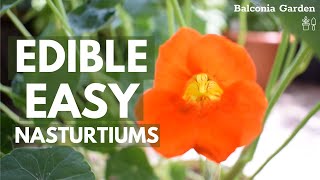 How To Grow Nasturtiums In Small Containers From Seed  Perfect For Container Gardens 🌿BG [upl. by Deloria703]