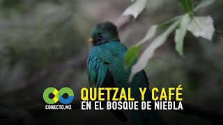 Bosque de niebla café y quetzal [upl. by Magan]