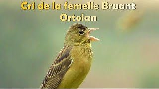 CRI du BRUANT ORTOLAN  Femelle rare [upl. by Rosene]