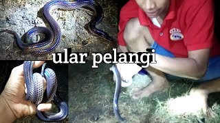 Mengenal ular pelangi  XENOPELTIS UNICOLOR [upl. by Neelhtac134]