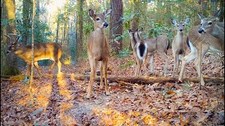 Forest Wildlife Nature Trail Camera Videos Alabama Winter 2023 [upl. by Eirot525]