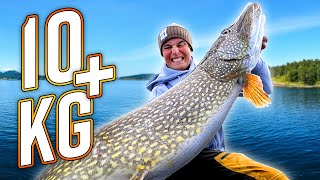 DREAM FISHING Our BEST Pike Fishing from Boat with 10 PIKE [upl. by Atteynod]