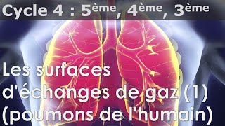 SVT  Cycle 4  Poumons surfaces déchanges de gaz [upl. by Maridel256]