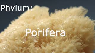 The Phylum Porifera Sea Sponges [upl. by Charity]