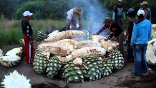 Cooking Maguey agave for Mezcal at the Mezcal Real Minero in Oaxaca Mexico [upl. by Adyam474]