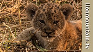 African Wildlife in 30 seconds [upl. by Anirba824]