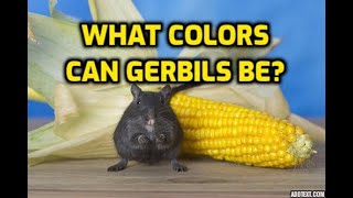 What Colors Can Gerbils Be [upl. by Barbabra]