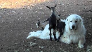 Great Pyrenees Guardian Dog with Alpine Goats [upl. by Rubin]