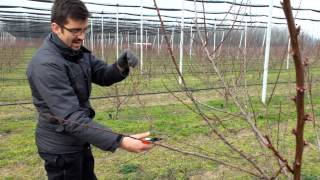 kajszi metszes apricot pruning potatura albicocco [upl. by Llerrom]