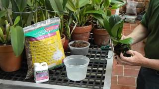 How to Repot a Phalaenopsis Orchid [upl. by Hnilym]