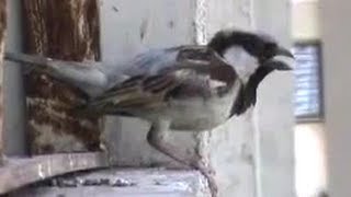 House sparrow singing sound [upl. by Archangel]