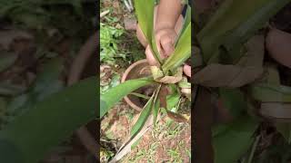 Como cuidar bromélias em vaso natureza vidanaroça [upl. by Frasco833]