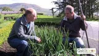 How To Grow Shallots the easy way [upl. by Benton]