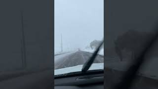 Day 3 of this snow storm 🥶 newmexico viralvideo shorts [upl. by Gnidleif576]