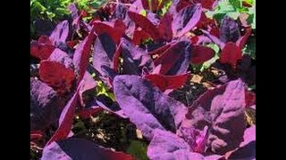 ⟹ Red Orach  Atriplex hortensis  A BEAUTIFUL PLANT Orach [upl. by Aurore]