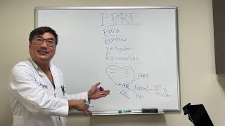 Parapontine reticular formation PPRF [upl. by Otrebilif]