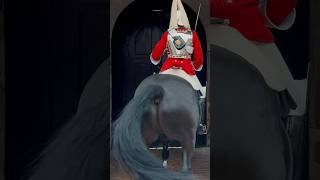 HORSE SPINS IN BOX  Horse Guards Royal guard Kings Guard Horse London 2024 [upl. by Mureil]