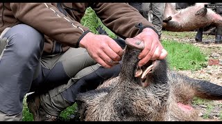 Cacería de jabalí en Porrua Asturias con la cuadrilla nº 5 [upl. by Parcel]