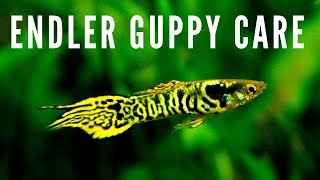 How to Breed  Care for Endler Guppies [upl. by Ahsenor]