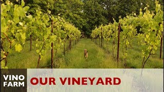 Our Vineyard Story  A Dream Meets Reality [upl. by Ssilem]