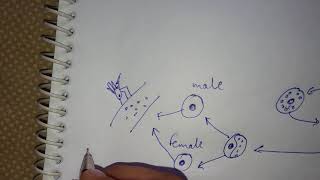 Life cycle of plasmodium [upl. by Lemire]