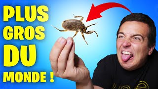 ON MANGE LES PIRES INSECTES [upl. by Batha]