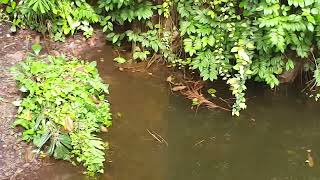 big crocodile sa singapore zoo [upl. by Renny]