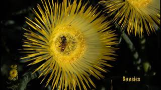 The amazing Flowers of Namaqualand [upl. by Ahtebbat]