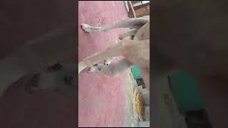 After a Month Without Treatment Dog’s Leg Swells to 2x the Size STORY BELOW [upl. by Arbma16]