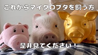 これからマイクロブタを飼う方へ！ [upl. by Artima229]