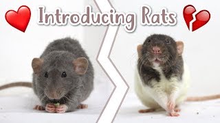 How To Bond With A New Pet Rat [upl. by Imogen900]