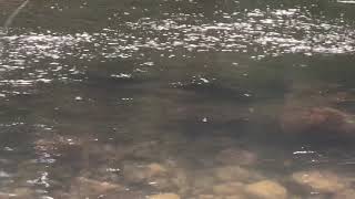 Sight Fishing Atlantic Salmon with Dry Flies [upl. by Nawrocki]