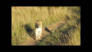 Newborn Masai Mara Lion Cubs Crying for Mom Super Cute African safari in Kenya highlight [upl. by Terza]