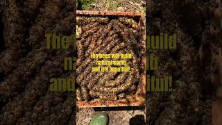 Natural wild honey bee comb this is how they build 🤩 [upl. by Wanfried469]