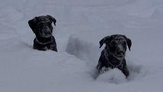 My Black Lab Puppies 12 to 16 weeks old [upl. by Notnirb133]