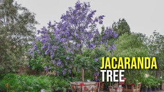 Add These Purple Flowering Trees to Your Landscape Jacaranda Trees [upl. by Robbert960]