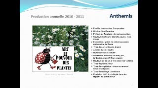 Tuto jardin Anthemis fiche technique plante annuelle [upl. by Spillar552]