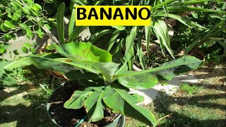 Banano coltivazione e riproduzione [upl. by Aytac]