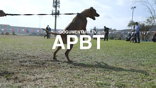 AMERICAN PITBULL TERRIER BREED REVIEW [upl. by Mischa]