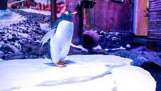 Gentoo Penguins arrive at The Deep  TheDeepHull [upl. by Erin]