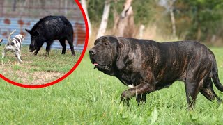 These Are Top 10 Hound Dog Breeds [upl. by Eidualc]