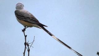 Scissortailed flycatcher [upl. by Ylimme169]