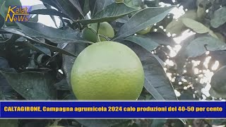 Caltagirone Campagna agrumicola 2024 e cartelle esattoriali emesse dai Consorzi di bonifica [upl. by Ecadnak]